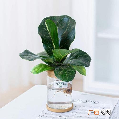学养花草植物技术 花卉的养殖技术
