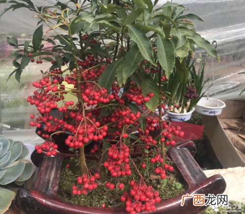 学养花草植物技术 花卉的养殖技术