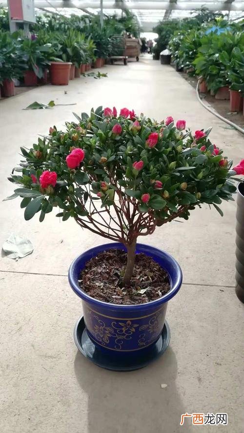 杜鹃花养法 花卉杜鹃花的养殖方法