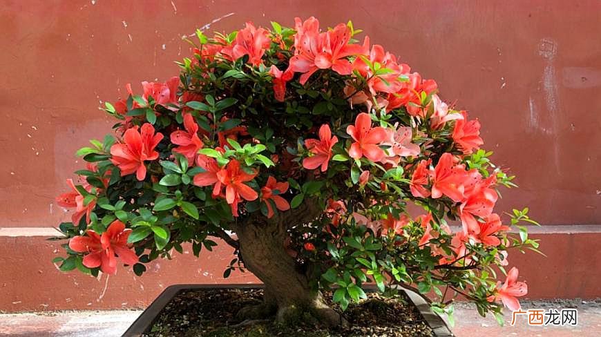 杜鹃花养法 花卉杜鹃花的养殖方法