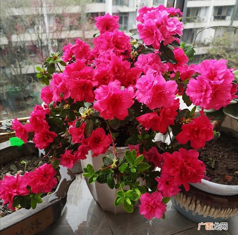 杜鹃花养法 花卉杜鹃花的养殖方法