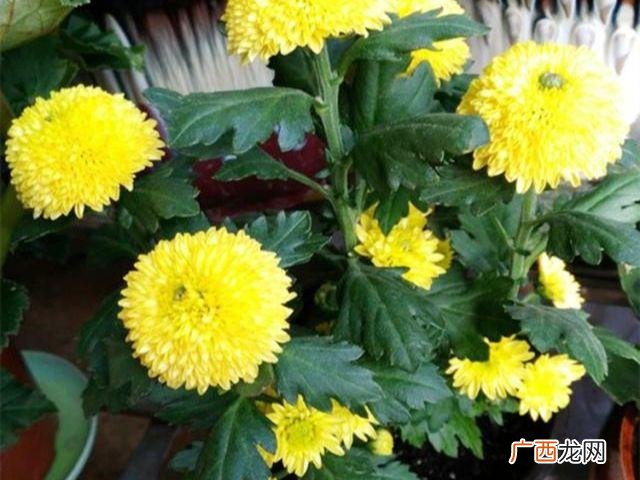 大花蕙兰的养殖方法和注意事项 花卉菊花的养殖方法