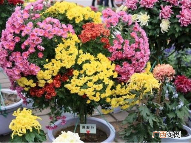 大花蕙兰的养殖方法和注意事项 花卉菊花的养殖方法