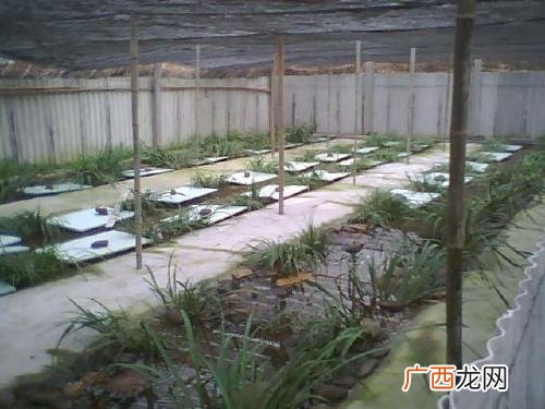 野生石蛙养殖池的建造 建德石蛙生态养殖场