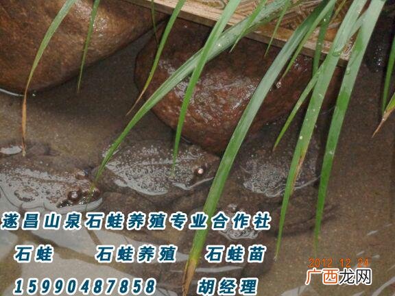 野生石蛙养殖池的建造 建德石蛙生态养殖场