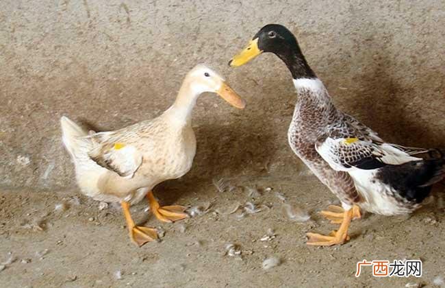 肉鸭的养殖技术和管理 金定鸭的养殖管理