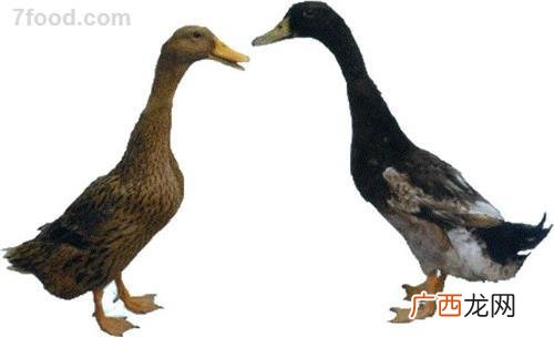 肉鸭的养殖技术和管理 金定鸭的养殖管理