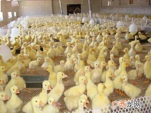 肉鸭的养殖技术和管理 金定鸭的养殖管理
