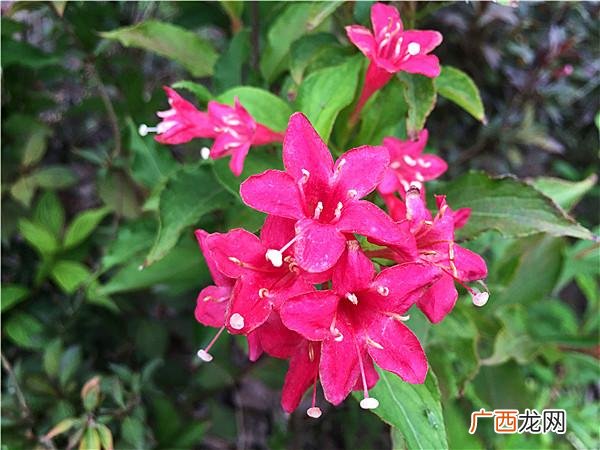 锦带花怎么修剪 锦带花如何养殖