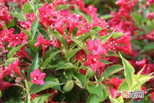 锦带花怎么修剪 锦带花如何养殖