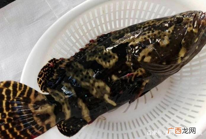 龙胆石斑鱼可以淡水养殖吗 龙胆鱼怎么养殖