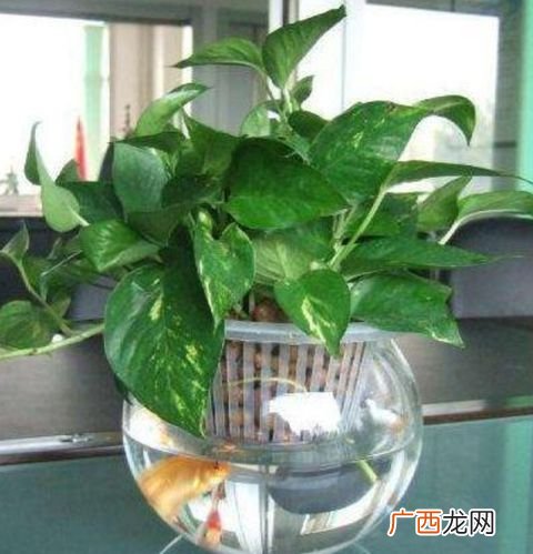 植物绿萝怎么养 绿箩的家庭养殖方法