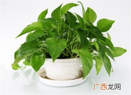 植物绿萝怎么养 绿箩的家庭养殖方法