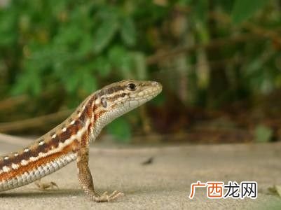 麻蜥蜴好养吗 麻蜥蜴养殖许可证