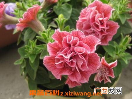 重瓣矮牵牛花的养殖方法和注意事项