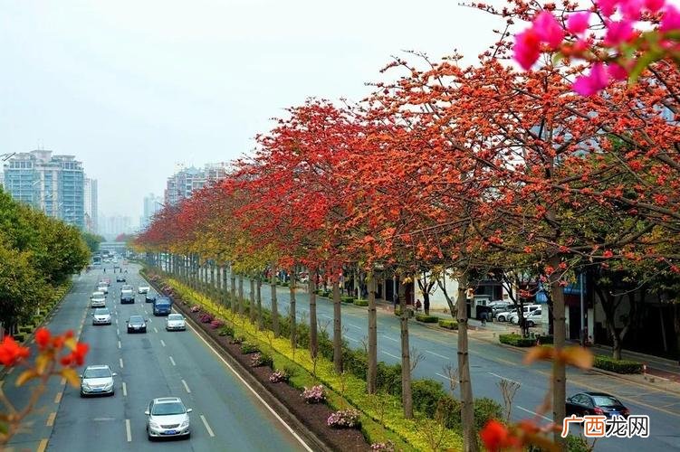 木棉花的叶子可以做营养土吗 木棉花的养殖