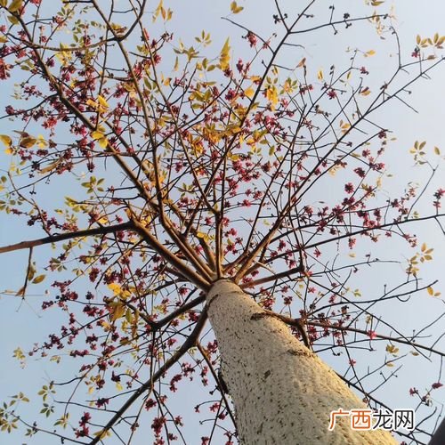木棉花的叶子可以做营养土吗 木棉花的养殖
