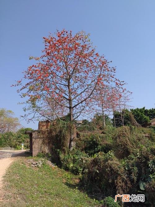 木棉花的叶子可以做营养土吗 木棉花的养殖
