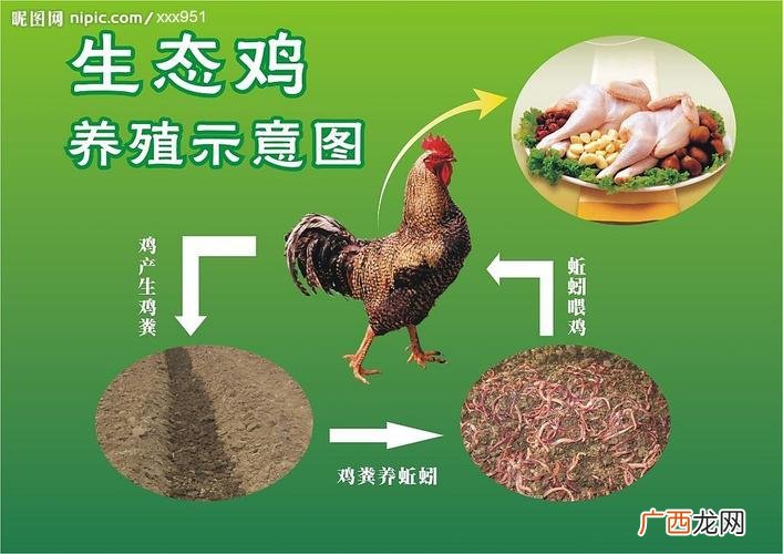 农广天地小雏鸡养殖技术视频 农广天地泓香鸡养殖
