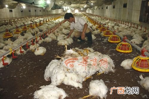 农广天地养殖鸡视频 农广天地黄鸡养殖