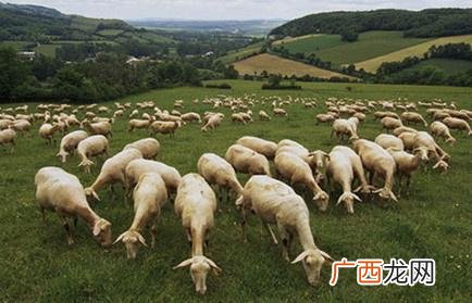 新型农业 农业畜牧养殖