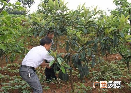 如何种植枇杷树 枇杷树的养殖方法
