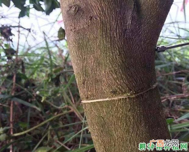 如何种植枇杷树 枇杷树的养殖方法