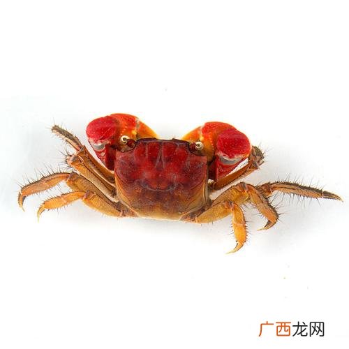 养殖户很少养青蟹原因 青蟹能在淡水养殖吗