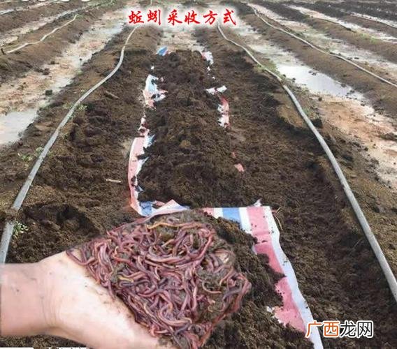 蚯蚓堆肥塔制作 蚯蚓养殖堆肥新浪博客