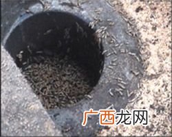 蛆虫最怕什么 蛆虫养殖基地