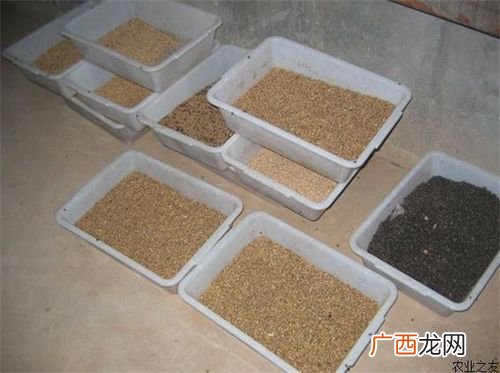 蛆虫最怕什么 蛆虫养殖基地