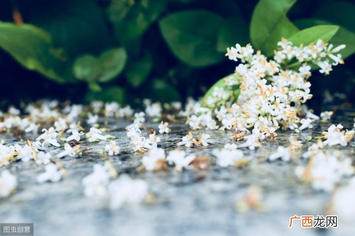 刘长卿淡泊诗境中的惆怅 惆怅的图片