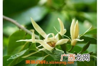 白兰花怎么养 白兰花的养殖方法