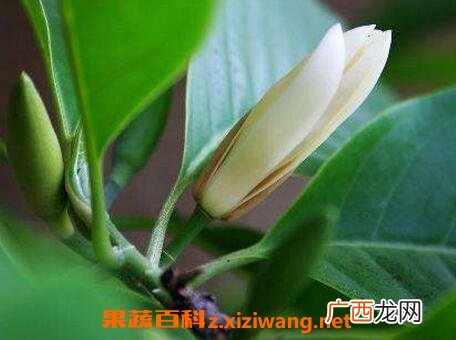 白兰花怎么养 白兰花的养殖方法