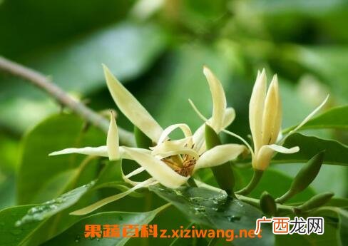 白兰花怎么养 白兰花的养殖方法
