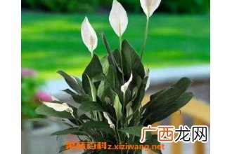 白掌叶子发黄怎么办 白掌的养殖方法