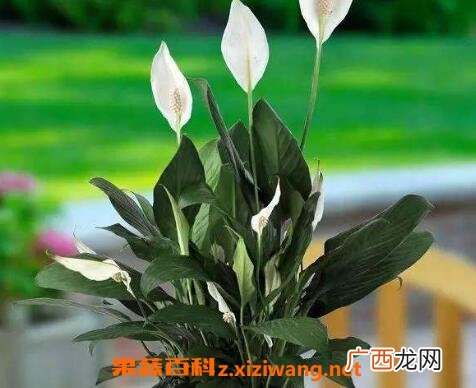 白掌叶子发黄怎么办 白掌的养殖方法