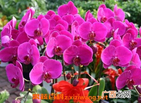 蝴蝶兰花的养殖方法和注意事项