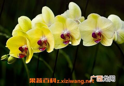 蝴蝶兰花的养殖方法和注意事项