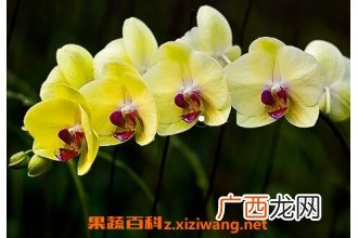 蝴蝶兰花的养殖方法和注意事项