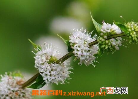 薄荷花的养殖方法和注意事项
