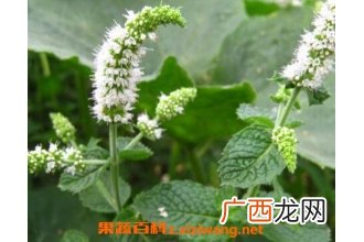 薄荷花的养殖方法和注意事项