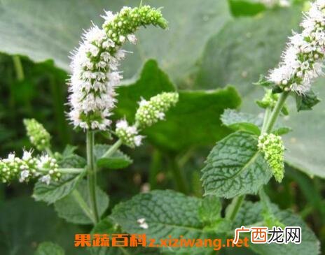 薄荷花的养殖方法和注意事项