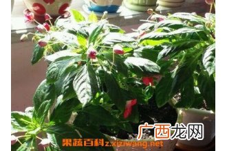 水季草花的养殖方法和注意事项
