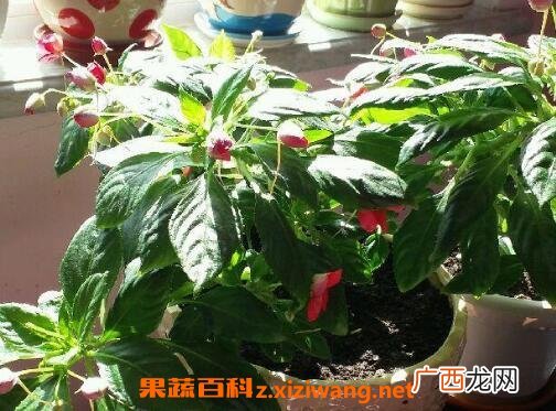 水季草花的养殖方法和注意事项