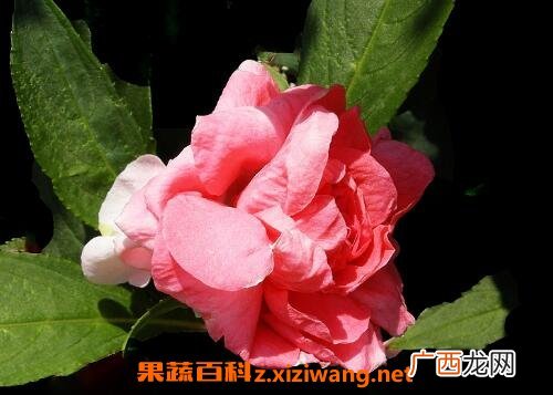 水季草花的养殖方法和注意事项