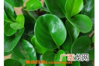 碧玉的养殖方法和注意事项