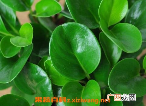 碧玉的养殖方法和注意事项