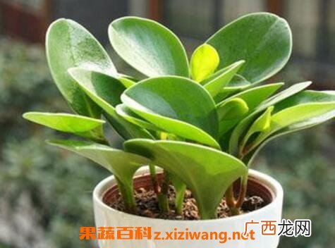 碧玉的养殖方法和注意事项