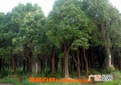 中国有香气树品种大全